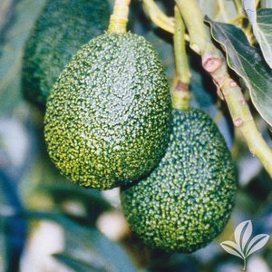Avocado_Lila.jpg