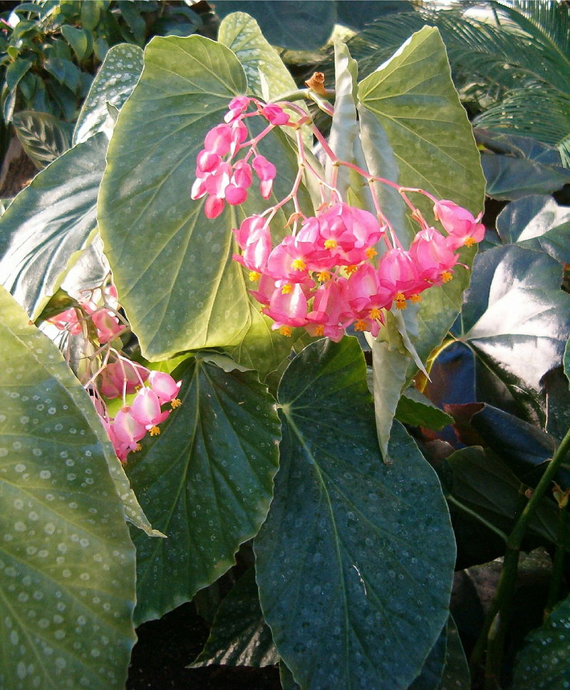 Begonia_My_Special_Angel.jpg