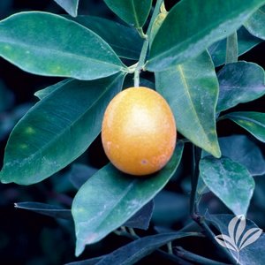 Kumquat_Meiw_A_Sweet.jpg