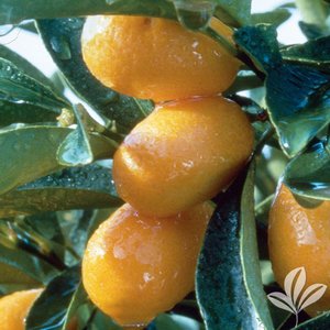 Kumquat_Nagami.jpg