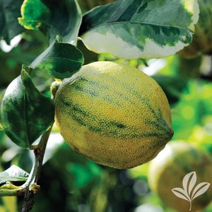 Lemon_Eureka_Variegated_Pink.jpg