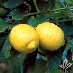 Lemon_Lisbon.jpg
