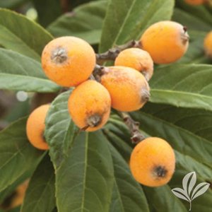 Loquat_Gold_Nugget.jpg