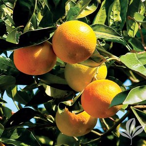 Mandarin_Clementine.jpg