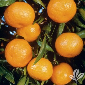 Mandarin_Ponkan.jpg