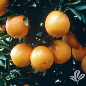 Orange_Red_Navel.jpg