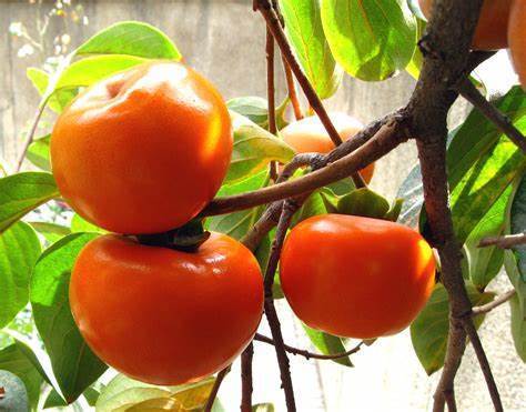 Saruga_Persimmon_tree.jpg