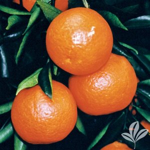 Tangerine_Sunburst.jpg