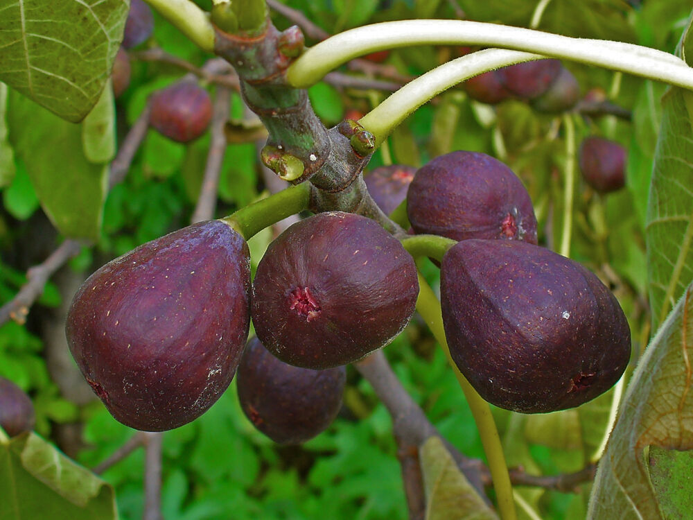brown_turkey_fig.jpg