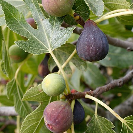 celest_fig_tree.jpg