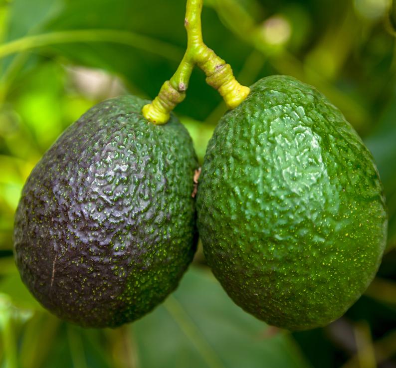 joey_avocado.jpg