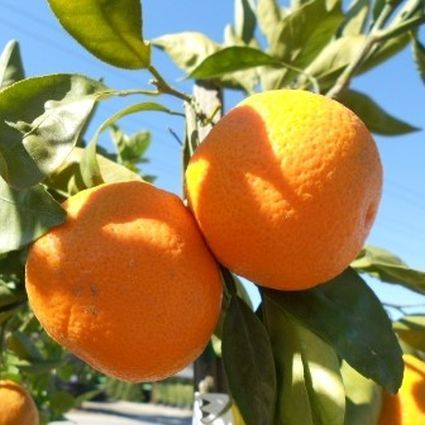 owari_satsuma.jpg