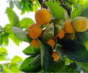 sweet_native_persimmon.jpg